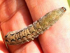 (Spodoptera Armyworm Moth) caterpillar (Spodoptera Armyworm Moth) caterpillar