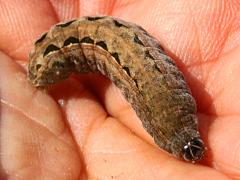 (Spodoptera Armyworm Moth) caterpillar frontal (Spodoptera Armyworm Moth) caterpillar frontal