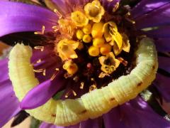 (Geometer Moth) caterpillar on New England Aster (Geometer Moth) caterpillar on New England Aster