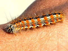 (Henry's Marsh Moth) caterpillar (Henry's Marsh Moth) caterpillar