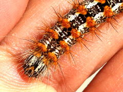 (Henry's Marsh Moth) caterpillar head (Henry's Marsh Moth) caterpillar head