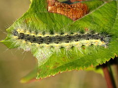 (Fall Webworm Moth) caterpillar on Common Buckthorn (Fall Webworm Moth) caterpillar on Common Buckthorn