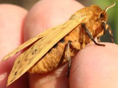 (Isabella Tiger Moth) male lateral (Isabella Tiger Moth) male lateral