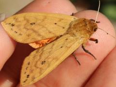 (Isabella Tiger Moth) male upperside (Isabella Tiger Moth) male upperside
