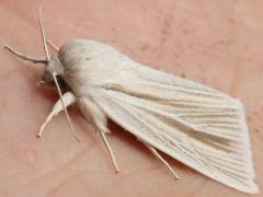 (Henry's Marsh Moth) lateral (Henry's Marsh Moth) lateral