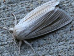 (Henry's Marsh Moth) upperside (Henry's Marsh Moth) upperside