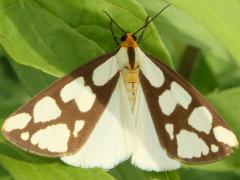 (Confused Haploa Moth) open (Confused Haploa Moth) open