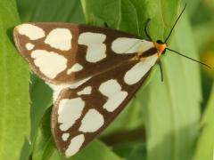 (Confused Haploa Moth) upperside (Confused Haploa Moth) upperside