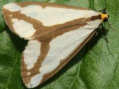 (Leconte's Haploa Moth) upperside (Leconte's Haploa Moth) upperside