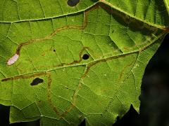 (Grape Leafminer Moth) backlit mine on Riverbank Grape (Grape Leafminer Moth) backlit mine on Riverbank Grape