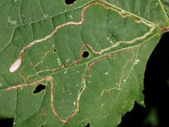 (Grape Leafminer Moth) upperside mine on Riverbank Grape (Grape Leafminer Moth) upperside mine on Riverbank Grape
