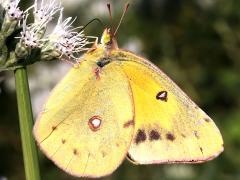 (Orange Sulfur) underside (Orange Sulfur) underside