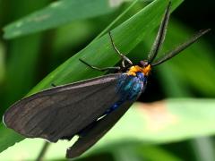 (Virginia Ctenuchid Moth) male lateral (Virginia Ctenuchid Moth) male lateral