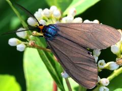 (Virginia Ctenuchid Moth) male upperside (Virginia Ctenuchid Moth) male upperside