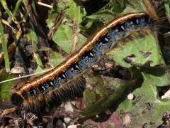 (Eastern Tent Caterpillar) caterpillar (Eastern Tent Caterpillar) caterpillar