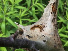 (Eastern Tent Caterpillar) nest (Eastern Tent Caterpillar) nest