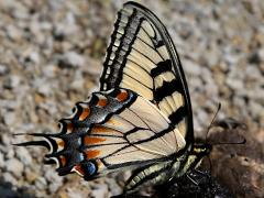 (Tiger Swallowtail) male puddling on poop (Tiger Swallowtail) male puddling on poop