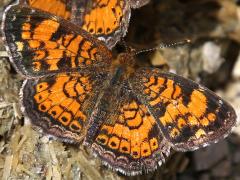 (Pearl Crescent) male puddling (Pearl Crescent) male puddling