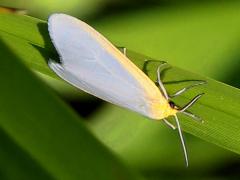 (Dogbane Tiger Moth) lateral (Dogbane Tiger Moth) lateral