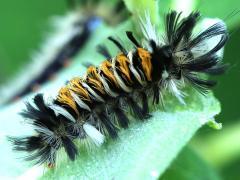 (Milkweed Tussock Moth) on Common Milkweed (Milkweed Tussock Moth) on Common Milkweed