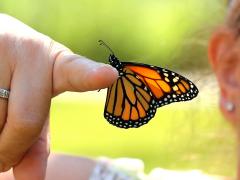 (Monarch) male DonnaR (Monarch) male DonnaR