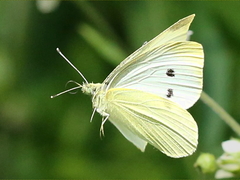 (Cabbage White) female flying (Cabbage White) female flying