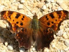 (Eastern Comma) summer form puddling (Eastern Comma) summer form puddling