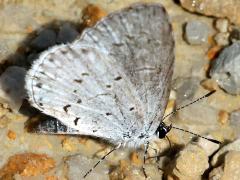(Summer Azure) puddling (Summer Azure) puddling