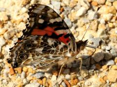 (Painted Lady) puddling underside (Painted Lady) puddling underside
