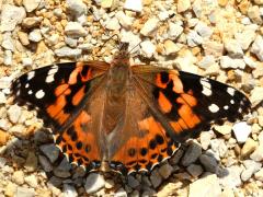 (Painted Lady) puddling upperside (Painted Lady) puddling upperside