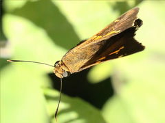 (Silver-spotted Skipper) flying (Silver-spotted Skipper) flying