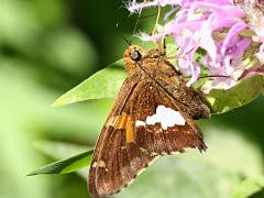 (Silver-spotted Skipper) nectaring (Silver-spotted Skipper) nectaring
