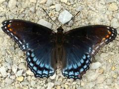 (Red-spotted Purple) astyanax upperside (Red-spotted Purple) astyanax upperside