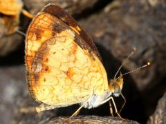 (Pearl Crescent) male puddling underside (Pearl Crescent) male puddling underside