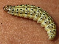 (Carrot Seed Moth) caterpillar (Carrot Seed Moth) caterpillar