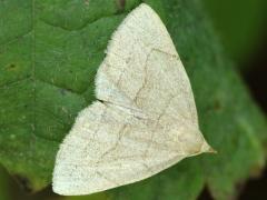 (Grayish Fan-Foot) upperside (Grayish Fan-Foot) upperside