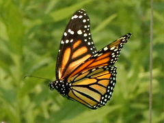 (Monarch) female flapping (Monarch) female flapping