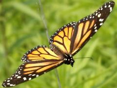 (Monarch) female gliding (Monarch) female gliding