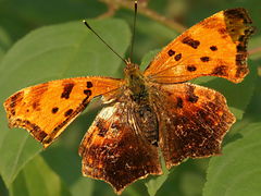 (Eastern Comma) summer form upperside (Eastern Comma) summer form upperside