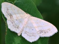 (Large Lace-border Moth) female (Large Lace-border Moth) female