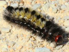 (Virginia Ctenuchid Moth) caterpillar (Virginia Ctenuchid Moth) caterpillar
