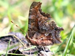 (Eastern Comma) underside (Eastern Comma) underside