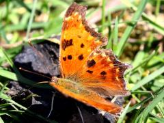 (Eastern Comma) upperside (Eastern Comma) upperside