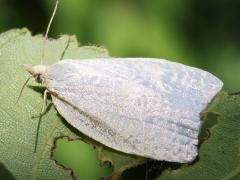 (Maple-Basswood Leafroller Moth) lateral (Maple-Basswood Leafroller Moth) lateral