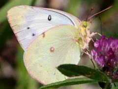 (Orange Sulfur) female on Red Clover (Orange Sulfur) female on Red Clover