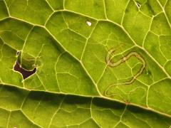 (Indian Plantain Leafminer Moth) backlit mine on Pale Indian Plantain (Indian Plantain Leafminer Moth) backlit mine on Pale Indian Plantain