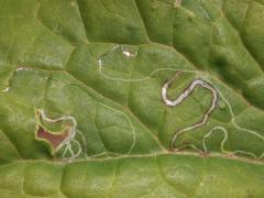 (Indian Plantain Leafminer Moth) upperside mine on Pale Indian Plantain (Indian Plantain Leafminer Moth) upperside mine on Pale Indian Plantain