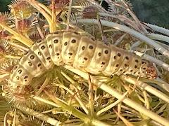 (Carrot Seed Moth) on Queen Anne's Lace (Carrot Seed Moth) on Queen Anne's Lace