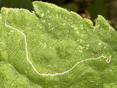 (Bucculatrix Moth) upperside mine on Arrow-leaved Aster (Bucculatrix Moth) upperside mine on Arrow-leaved Aster