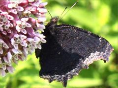(Mourning Cloak) underside (Mourning Cloak) underside